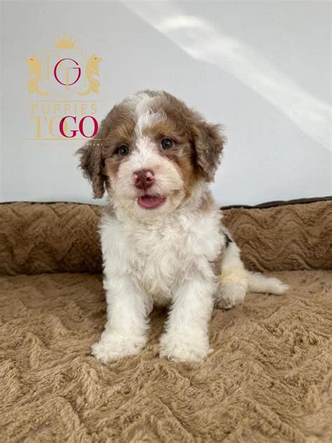 puppy financing no credit check